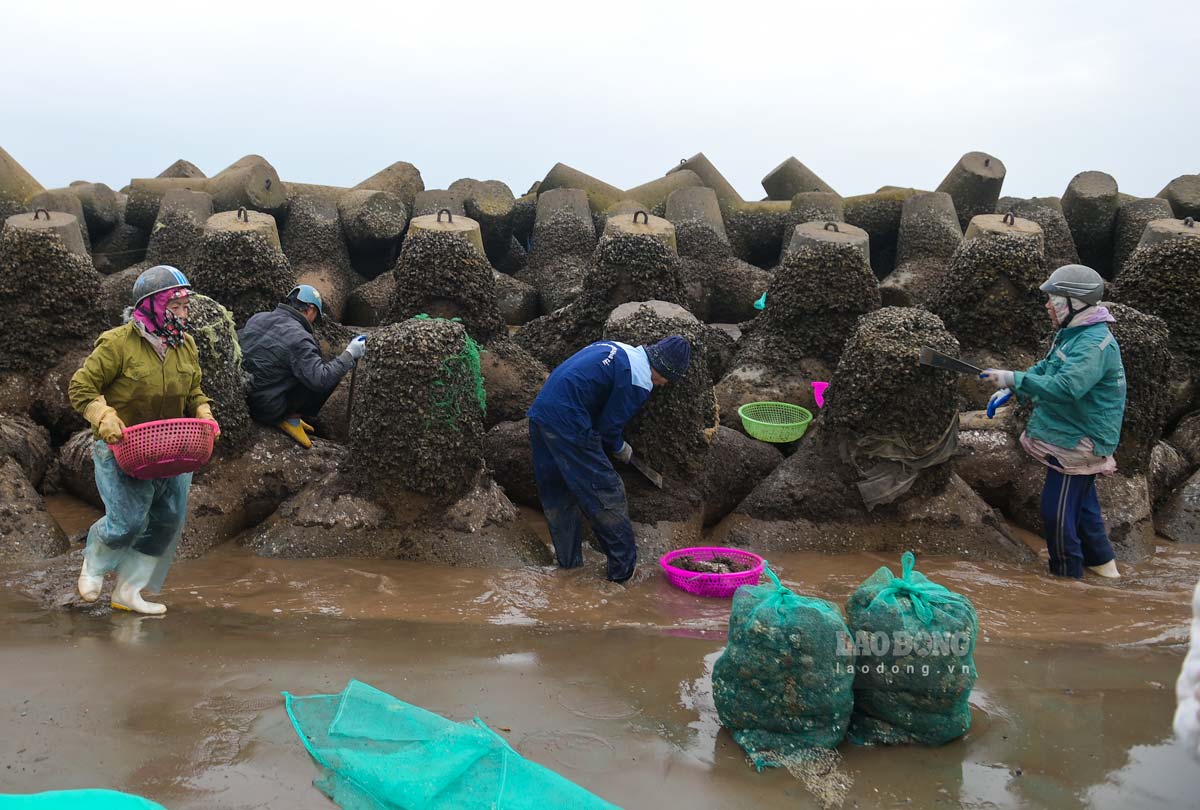 Nguoi dan cay vem tai nhung bai trieu o Giao Ninh, tinh Ninh Binh. Anh: Ha Vi