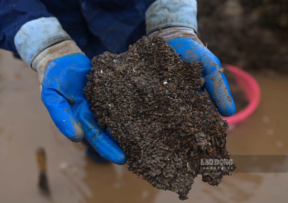 Vem thuong bam tren nhung chiec mo chac song. Anh: Ha Vi