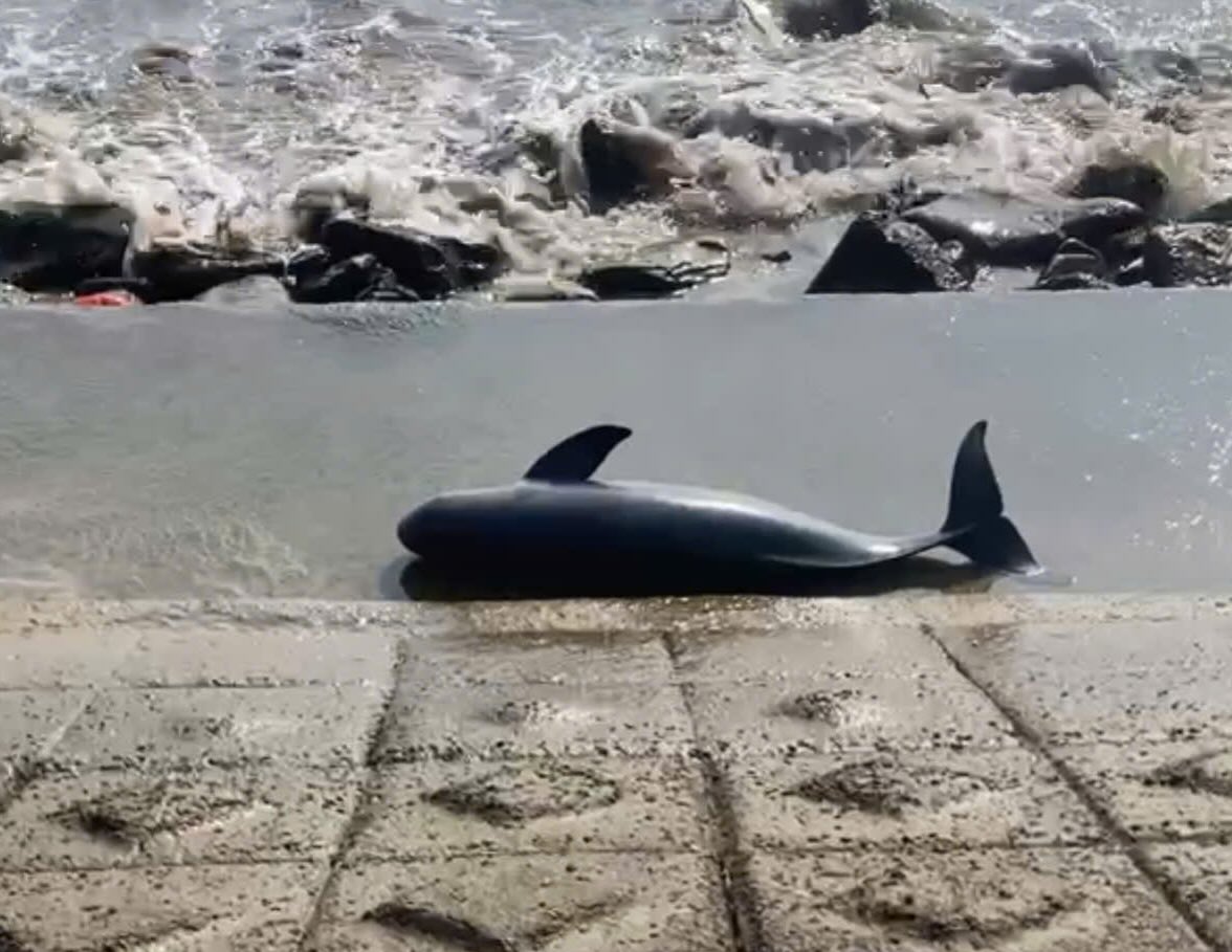 Whale carcass weighing about 40kg drifted ashore in Quang Tri. Photo: Hai Phuong