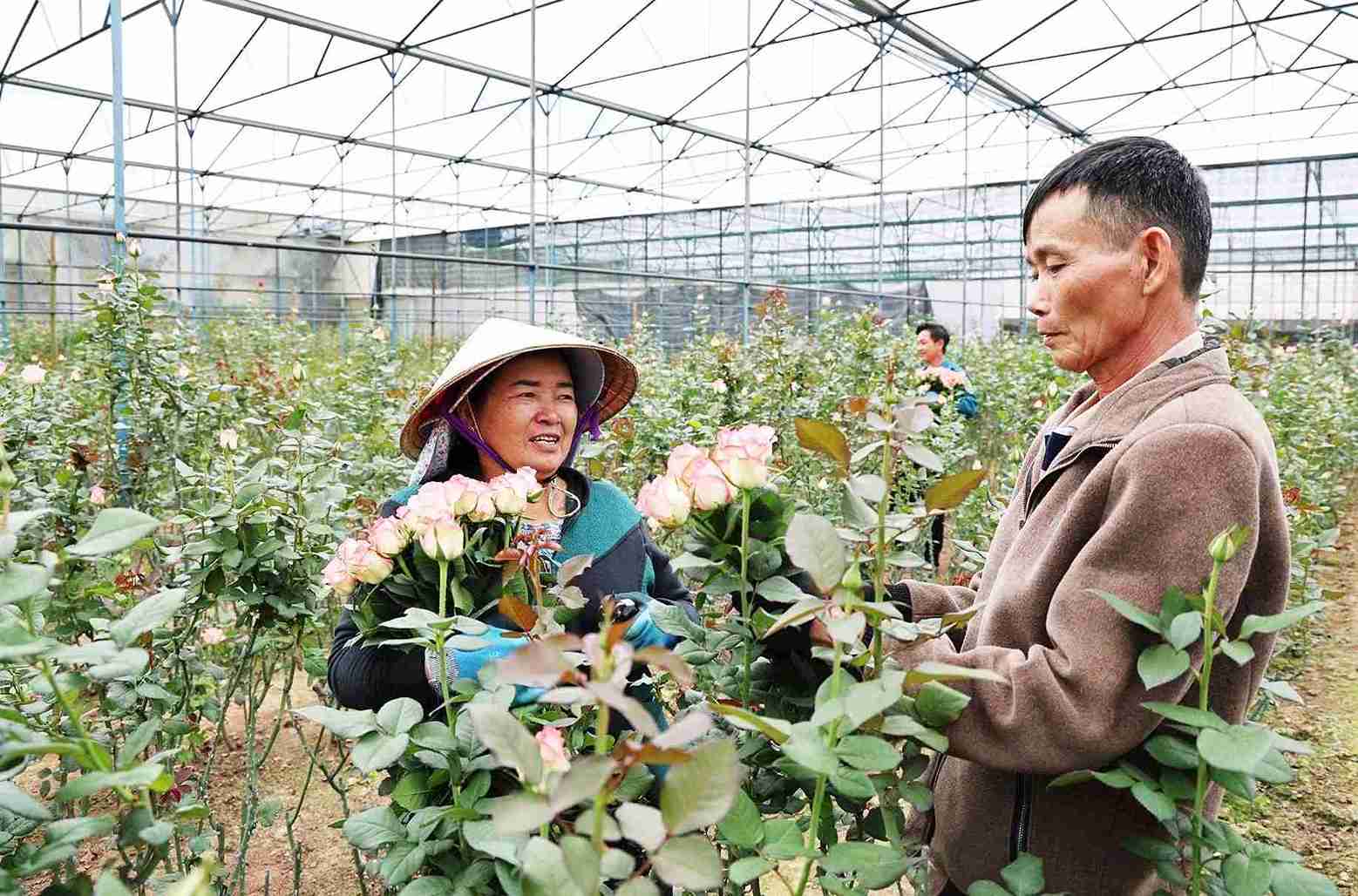 Vuon hoa hong tai Da Lat sinh truong tot, san sang cung ung cho thi truong dip Tet. Anh: Phuc Khanh 