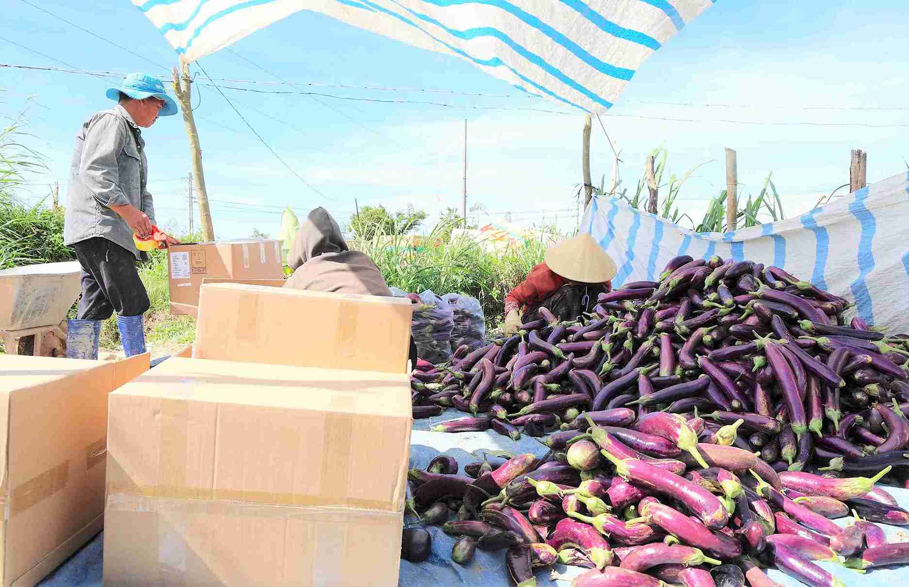 Hoat dong thu hoach, dong hang dien ra khan truong tai cac vung san xuat rau cua Lam Dong. Anh: Phuc Khanh  