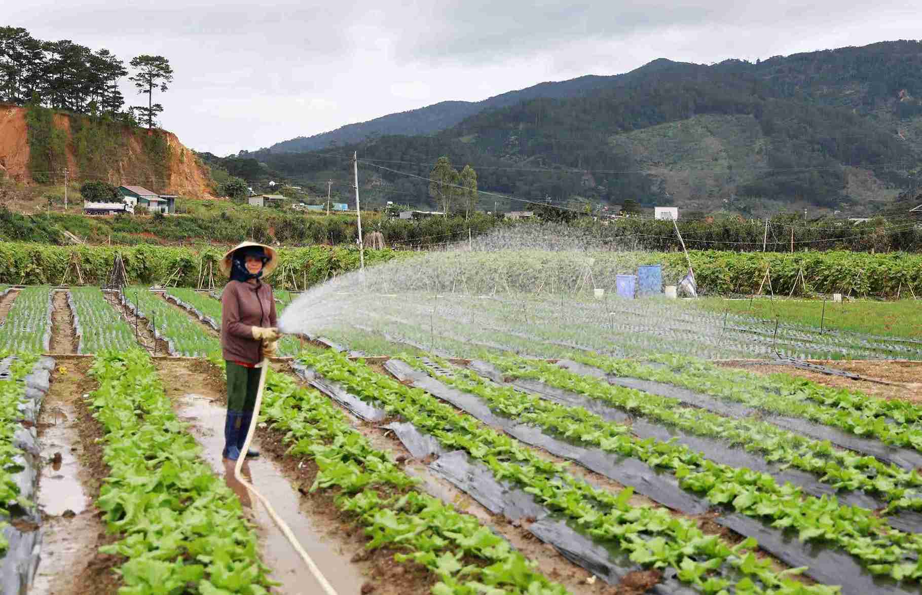 Tinh Lam Dong dang chu dong nguon rau xanh de cung ung phuc vu thi truong Tet. Anh: Phuc Khanh 
