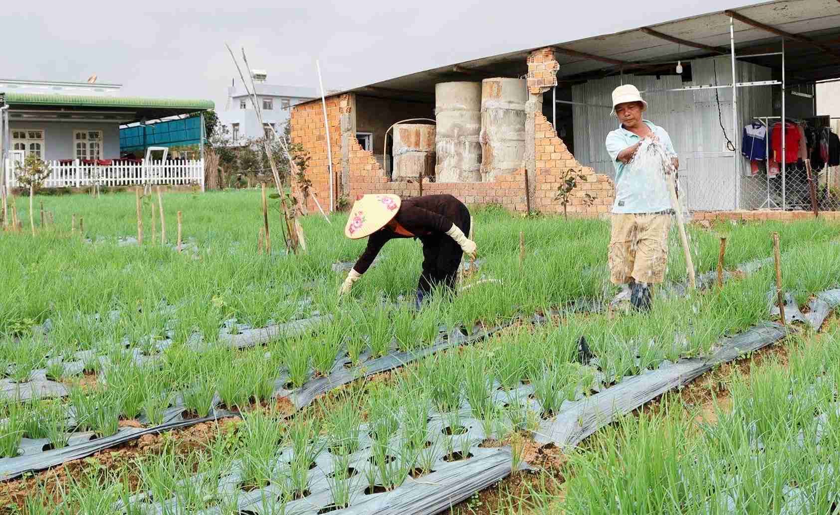 Lam Dong province is proactively sourceing vegetables and flowers to serve the 2026 Lunar New Year market. Photo: Phuc Khanh