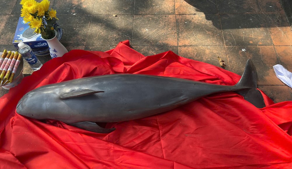 Close-up of whale carcasses drifting ashore in Quang Tri. Photo: Cong Sang