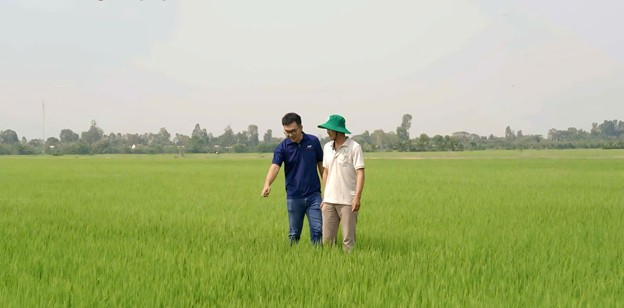 Ky thuat vien cung nong dan kiem tra thuc te tren dong lua. (Nguon anh: JVF)