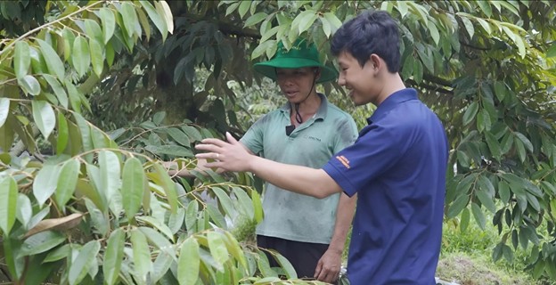 Can bo ky thuat khao sat va tu van tai vuon sau rieng. (Nguon anh: JVF)