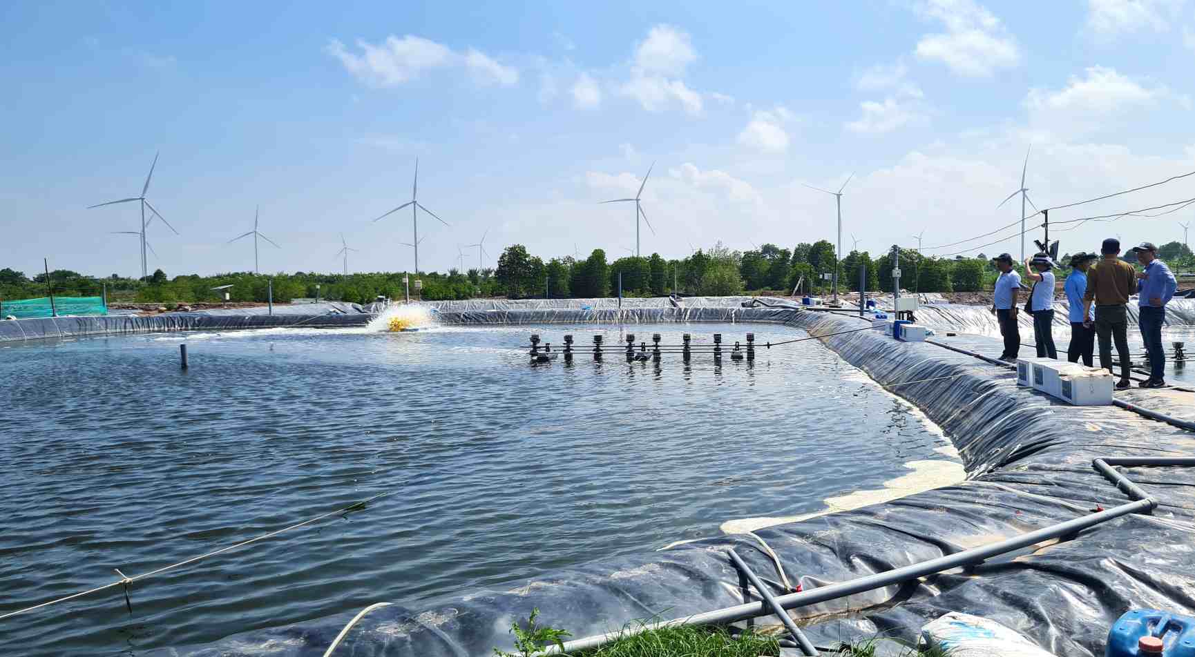 Checking shrimp preparing for harvest in Vinh Hau, Ca Mau. Photo: Nhat Ho