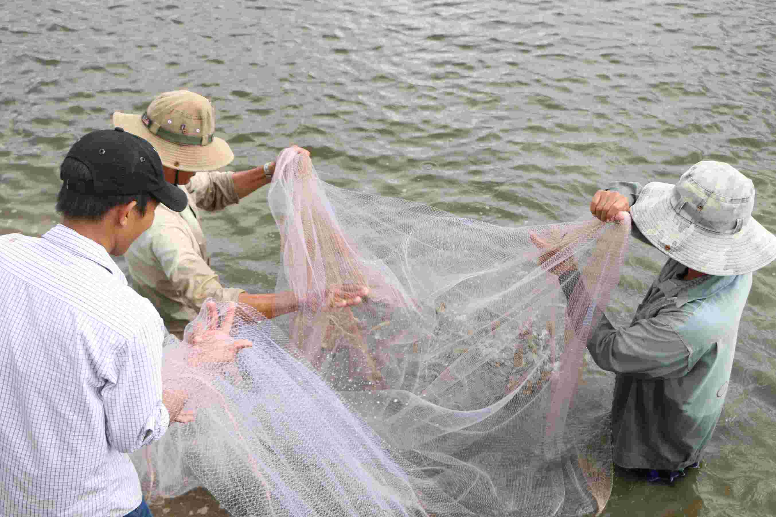 Thu hoach tom nuoi tai Ca Mau. Anh: Nhat Ho.