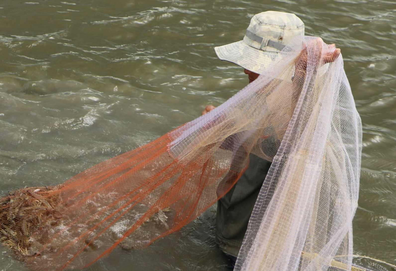 Thu hoach tom nuoi tai Ca Mau. Anh: Nhat Ho.