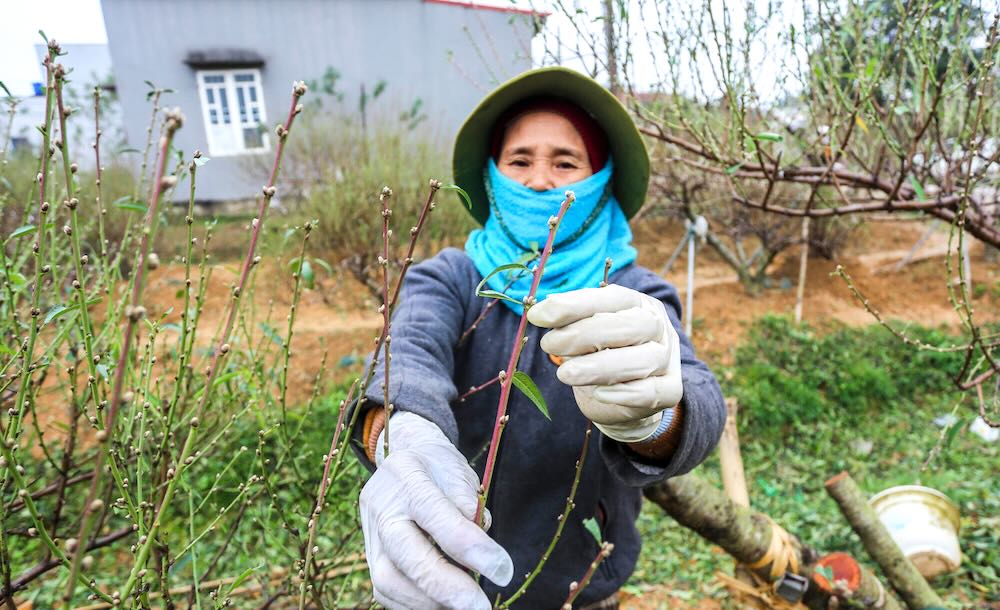 Farmers in the capital of peach blossoms of Thanh Hoa are busy peeling leaves to be on time for Tet. Photo: Quach Du