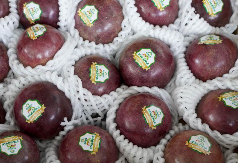 Star apples are carefully selected before export. Photo: Phuong Anh