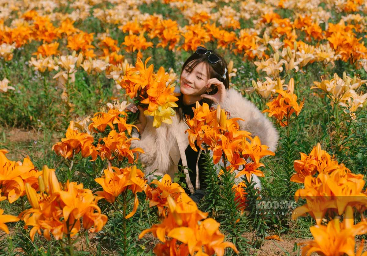 Lilies field in Le Dai Hanh ward, Hai Phong city. Photo: Trong Cung