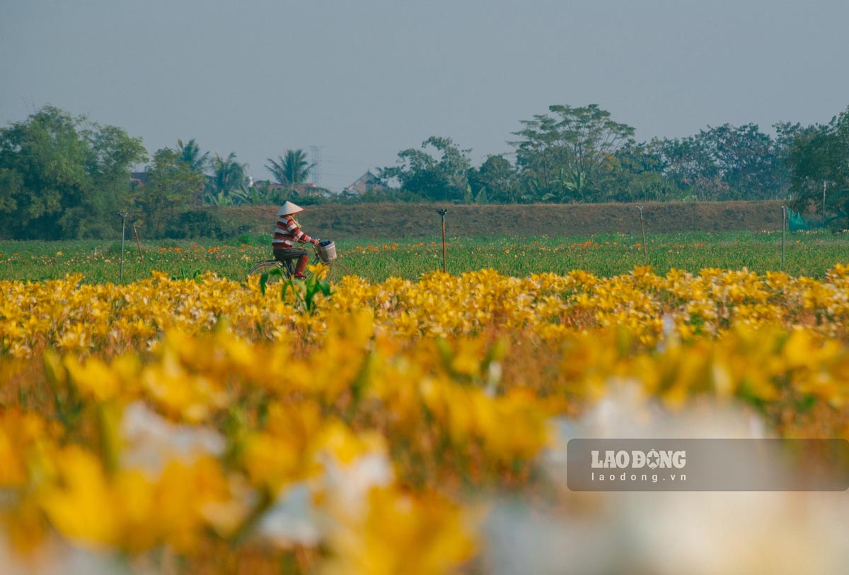 Khung canh lang que binh yen cung duoc tai hien o canh dong hoa ly.
