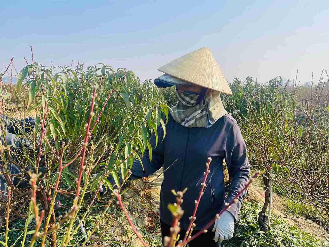 Ba Tang Thi Thuc can than tuot la tung canh dao de bao dam cay tap trung nuoi nu.