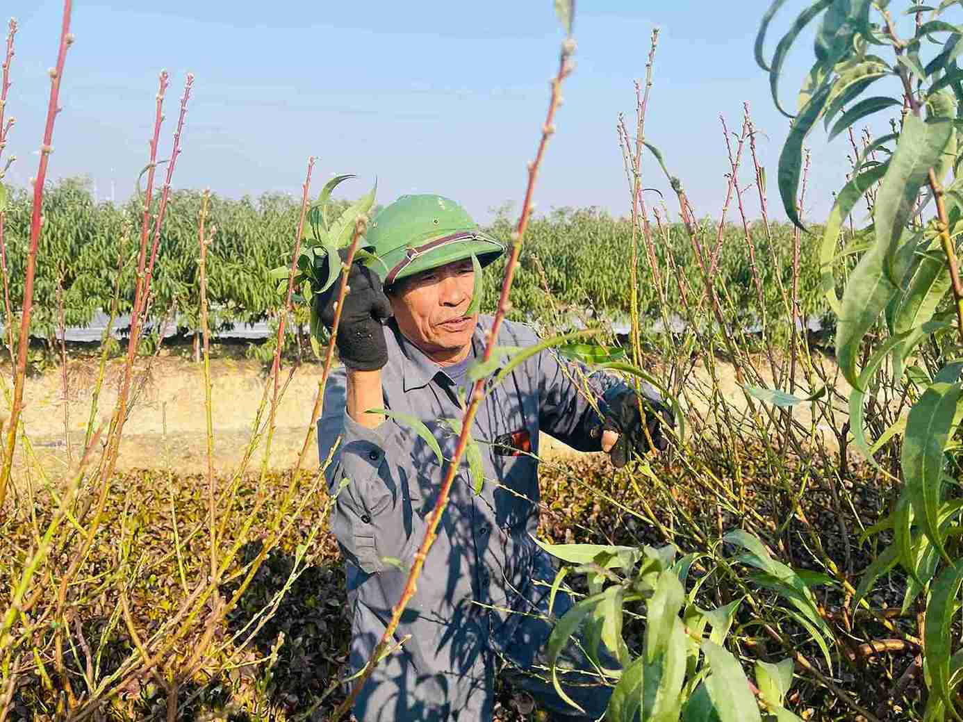 Mr. Nguyen Van Xa peels peach leaves, hoping for a favorable Tet crop. Photo: Mai Huong