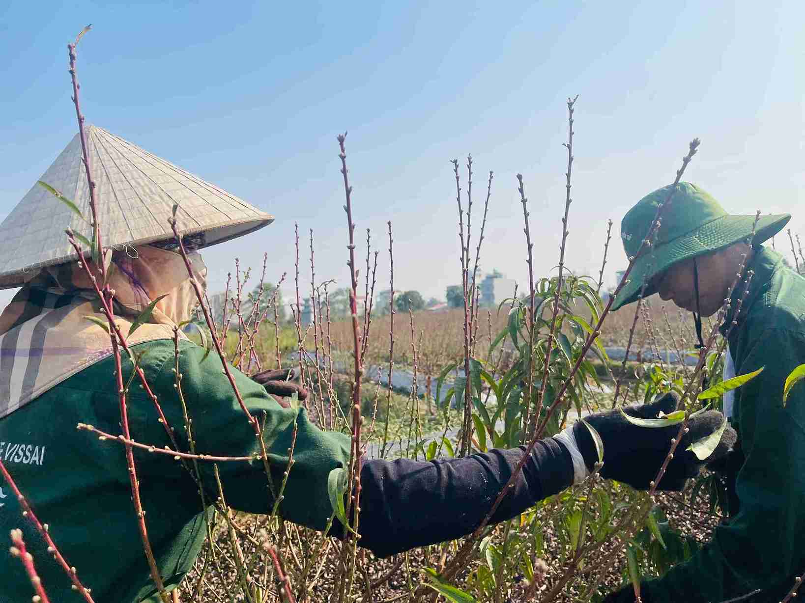 Ba Pham Thi Hon tap trung tuot la tung goc dao de bao dam tien do va su dong deu.