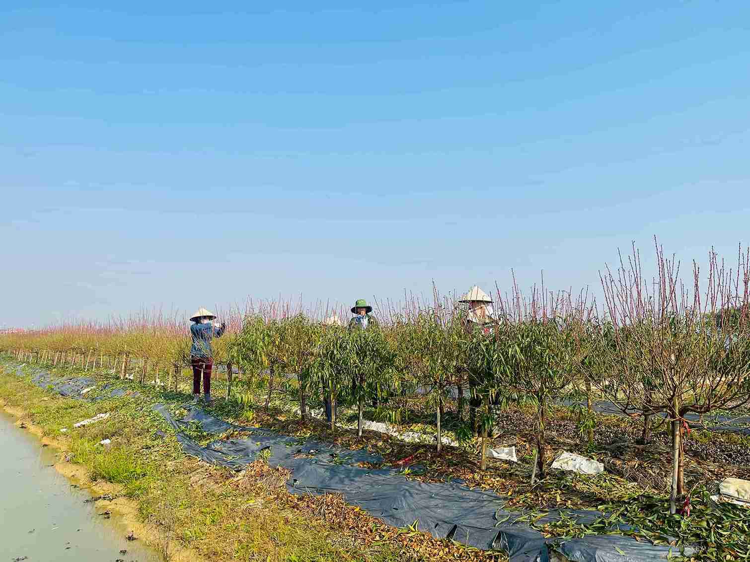 Tren canh dong Tan Hung, TP Hai Phong cong viec tuot la keo dai tu sang som den chieu muon. Anh: Mai Huong