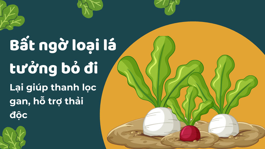 Unexpectedly, a leaf that was thought to be discarded helps detoxify the liver and support detoxification