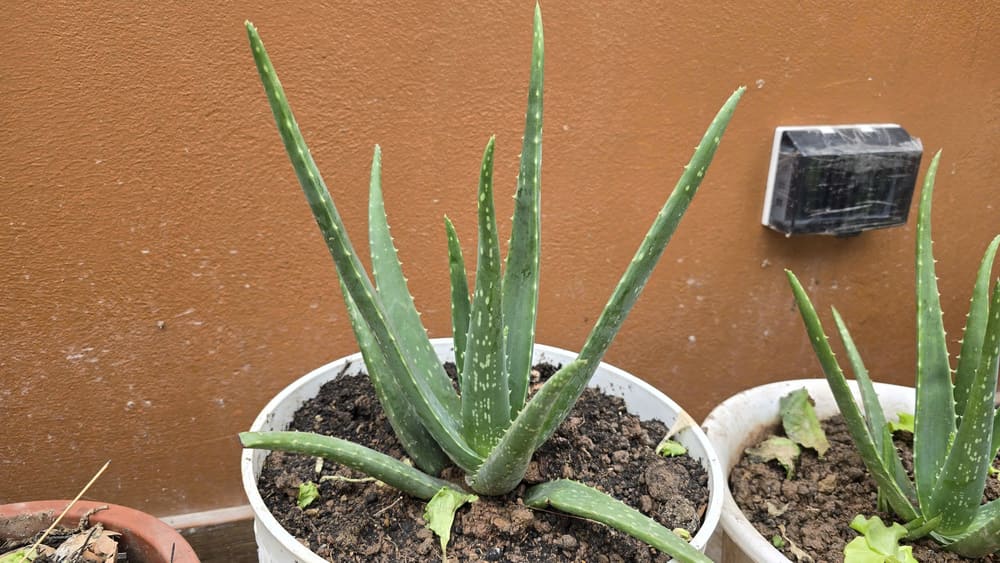 Housewives should pay attention to taking care of aloe vera trees in cold winter. Photo: Tuan Dat