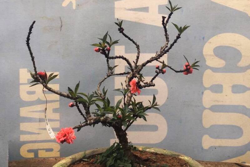 Nhung cay dao that thon cua HTX Khanh Duong, xa Long Phieng co tem truy xuat nguon goc. Anh: Binh Khiem