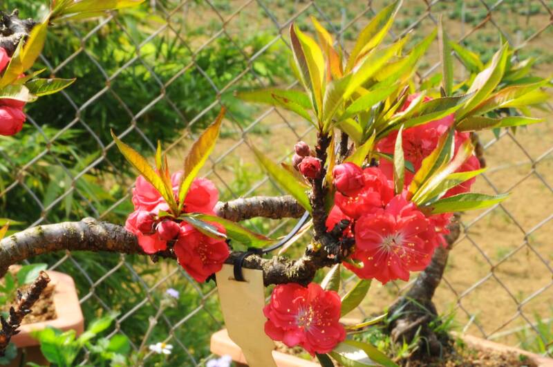 Khi hau lanh, am cua cao nguyen Moc Chau giup dao that thon co canh hoa day, bong to, mau do dam, hut khach sanh choi. Anh: Truong Son
