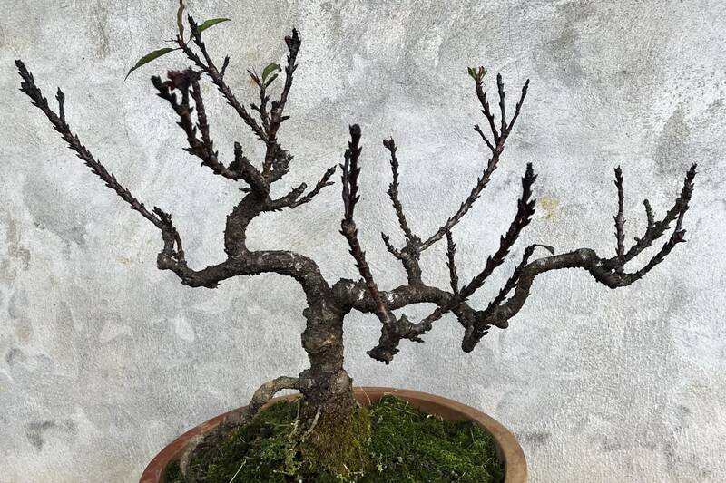 Nhieu cay dao that thon tai vuon nha chi Nguyen Thi Lan, ban Chieng Di 1, xa Van Ho da khoe sac phuc vu khach choi truoc Tet. Anh: Truong Son