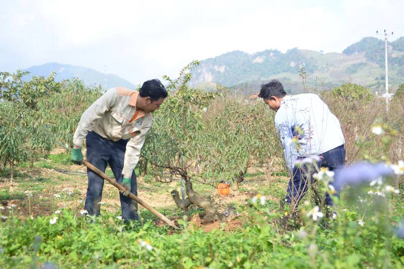Thanh vien HTX Khanh Duong, ban Yen Thi, xa Long Phieng cham soc dao that thon. Anh: Binh Khiem