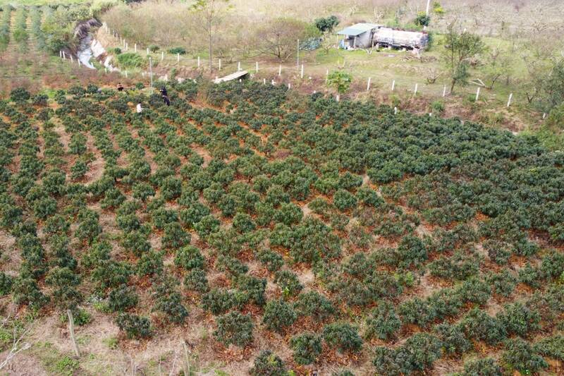 That Thon peach garden of Khanh Duong Cooperative, Long Phieng commune. Photo: Binh Khiem