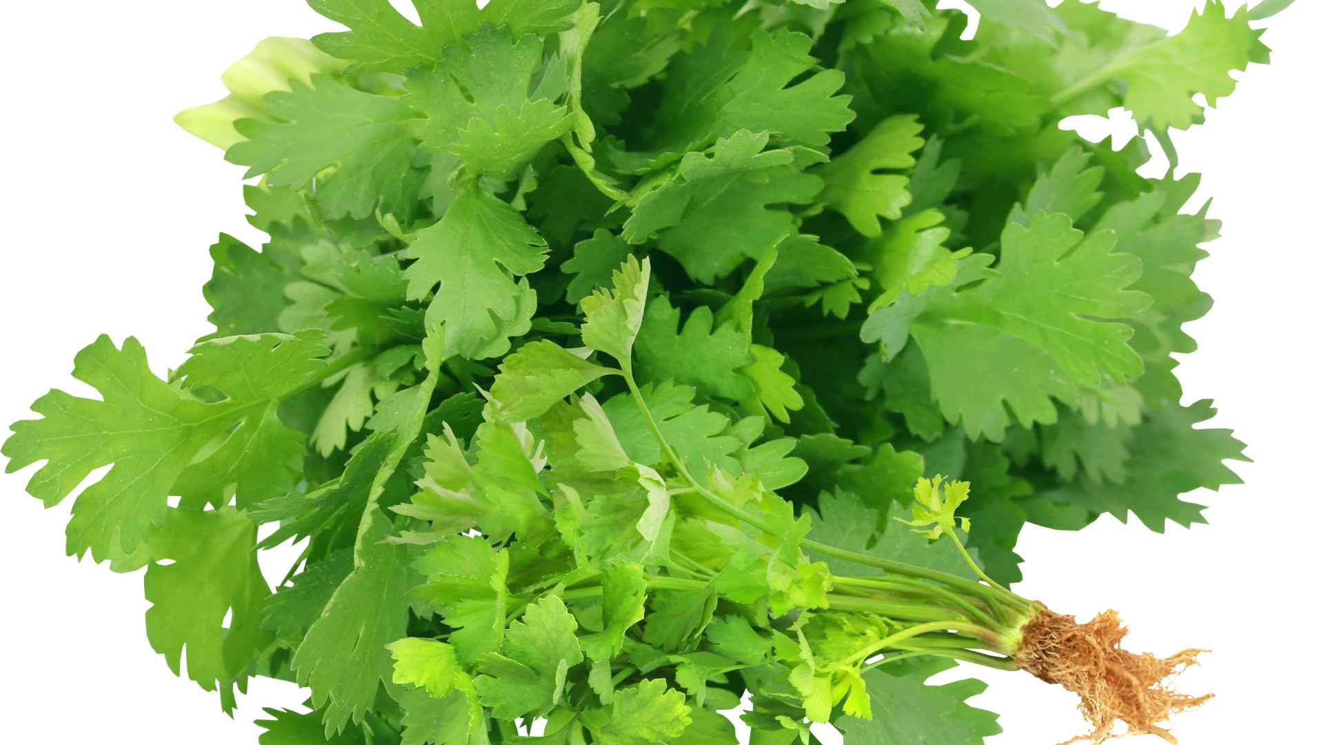 Coriander is not only a familiar vegetable used in meals but is also used to support the treatment of insomnia. Graphic photo: Huong Son