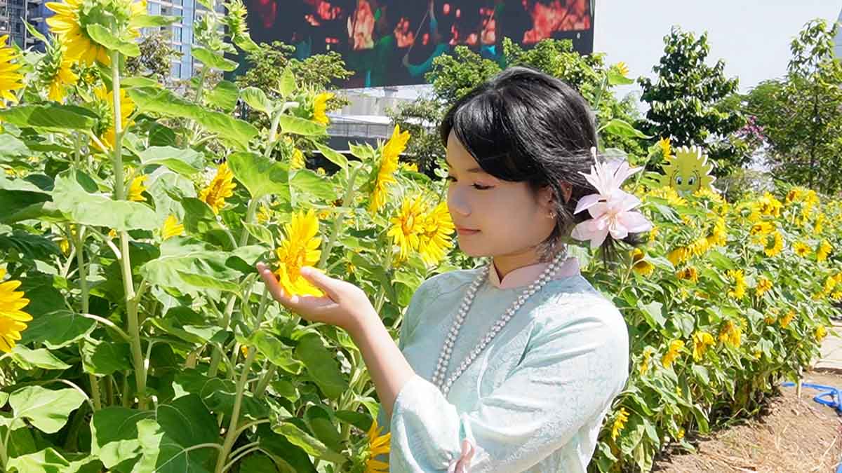 해바라기 꽃밭이 만개하고, 많은 사람들이 설날을 일찍 체크인합니다.