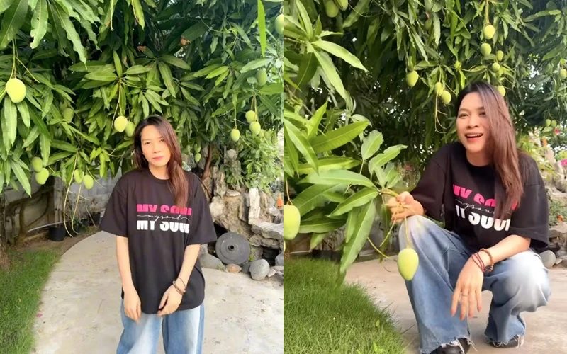 My Tam thu hoach xoai.