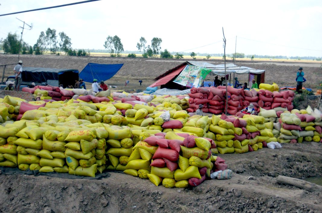 Thu hoach lua o Dong Thap. Anh: Thanh Mai