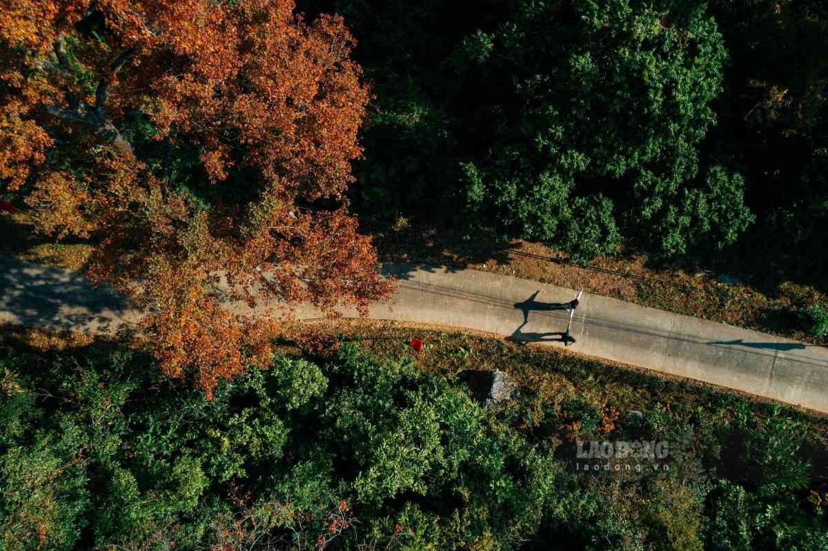 Phong leaf season at Thanh Mai Pagoda. Photo: Trong Cung