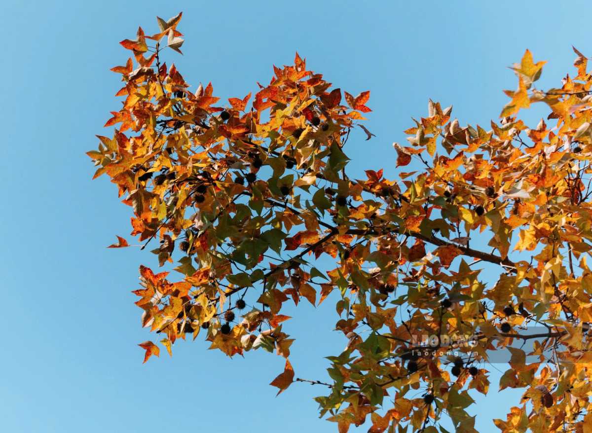 Khu vuc cach chua Thanh Mai khoang 200m, tap trung nhieu cay phong quanh bai dat rong, giup du khach thoai mai hon khi chup anh, chiem nguong. Anh: Trong Cung