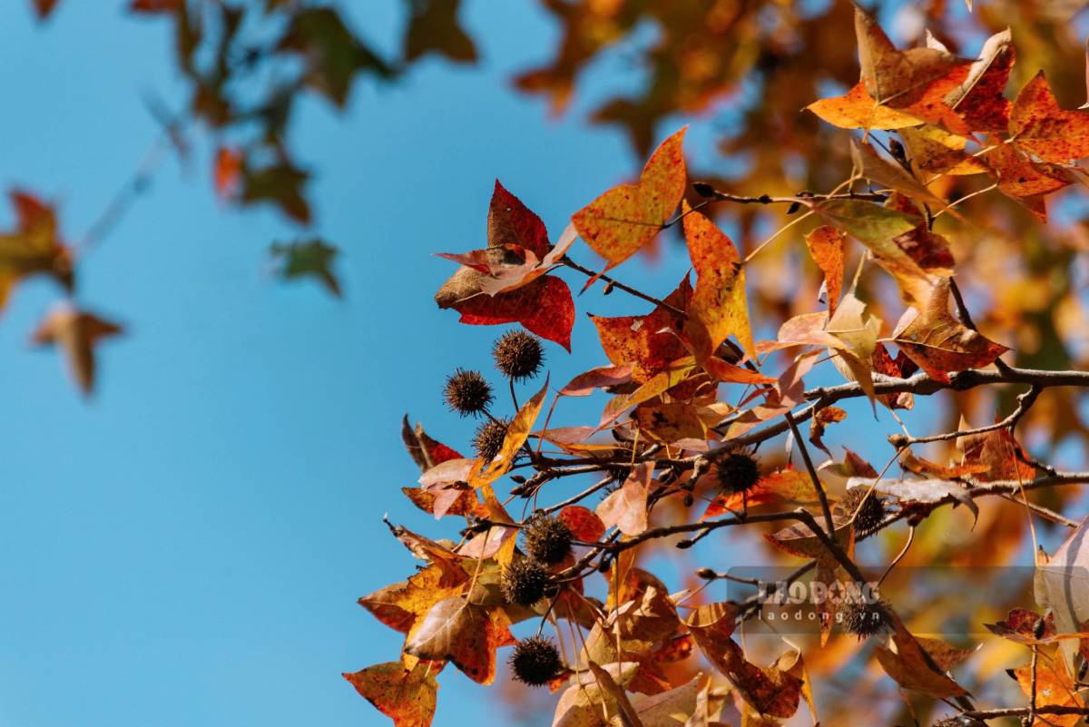 La phong thuong co dang chan vit, chia thanh 3 - 7 thuy ro ret. Mep la co rang cua nhe, dau thuy nhon. Cuong la dai, manh, giup la rung nhe trong gio. Dac biet mau sac cua la phong bien doi theo mua. Anh: Trong Cung