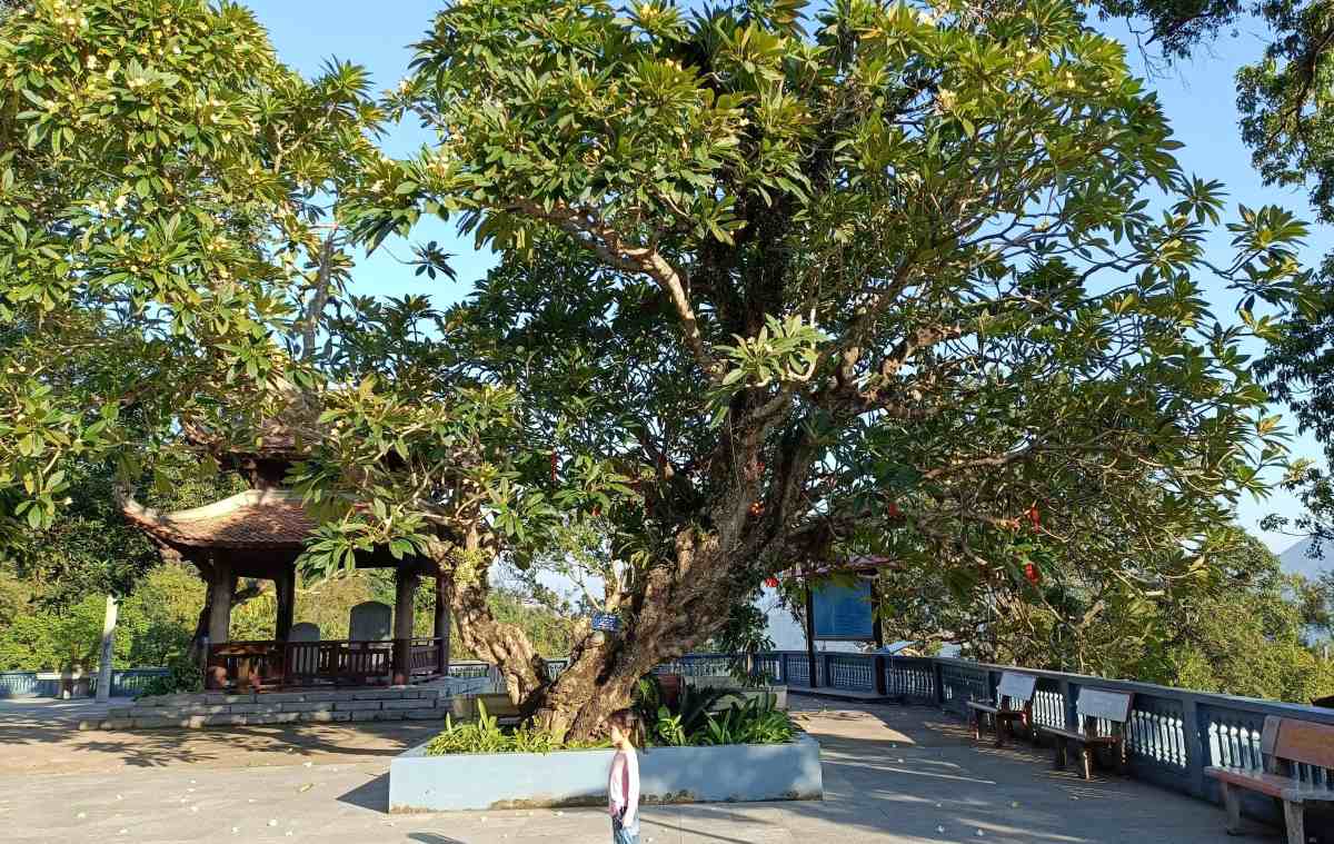 Ben canh bao vat quoc gia cung he thong thap co, chua Thanh Mai noi bat voi khong gian xanh mat quanh nam, duoi tan co thu hang tram nam tuoi.