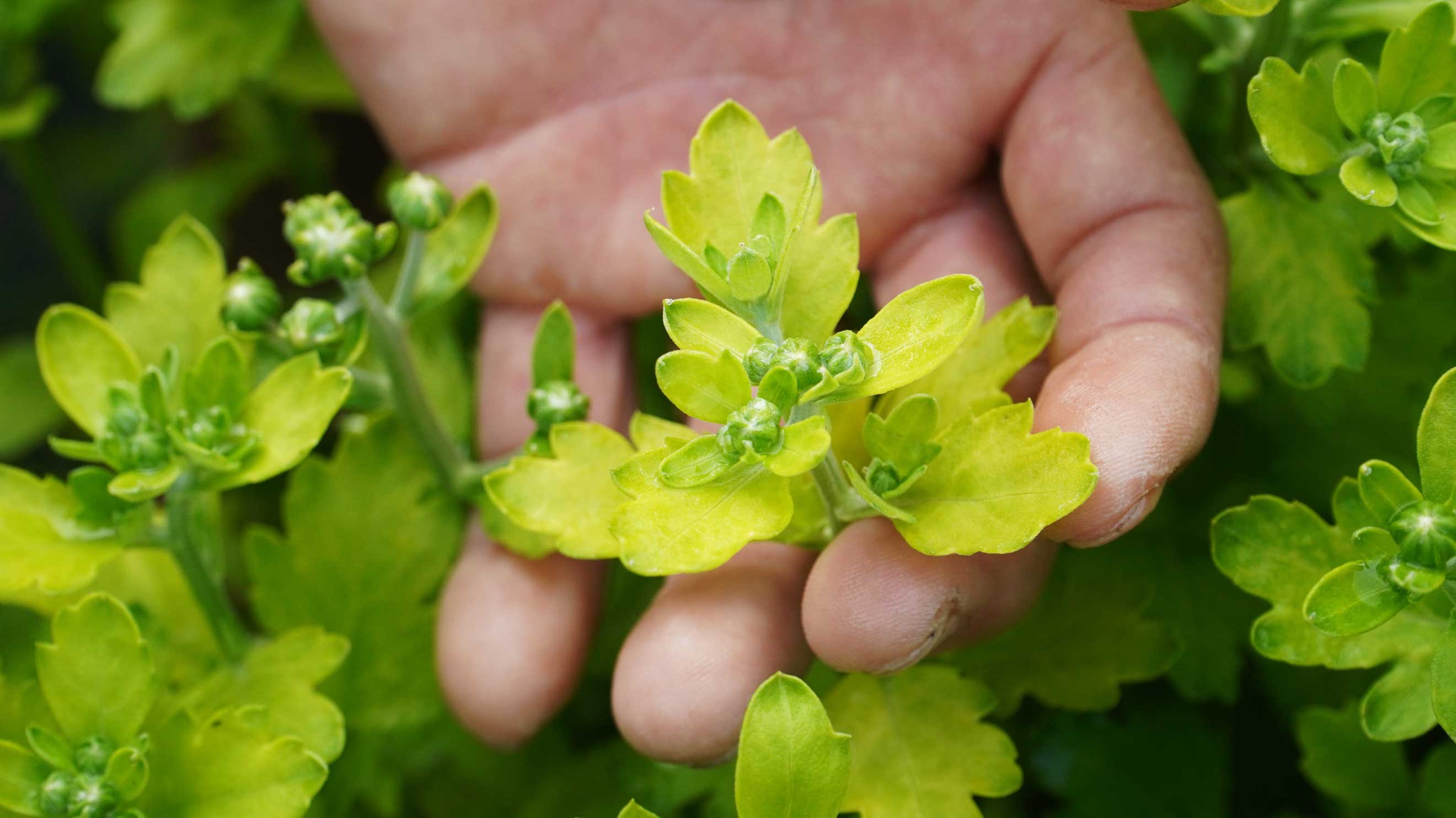 Anh huong cua thoi tiet lam la hoa bi vang. Anh: My Ly