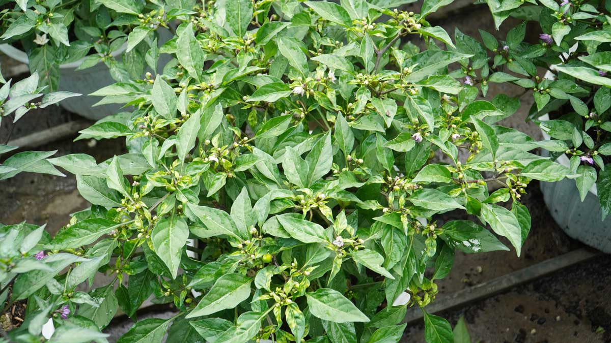 Ot kieng bi sau hai tan cong lam quan la. Anh: My Ly