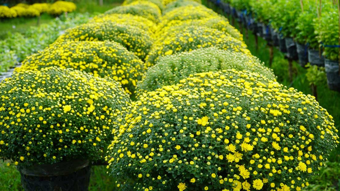 Cuc mam xoi bi no som so voi du kien, khien nha vuon phai tang luong phan bon de “kim” lai. Anh: My Ly