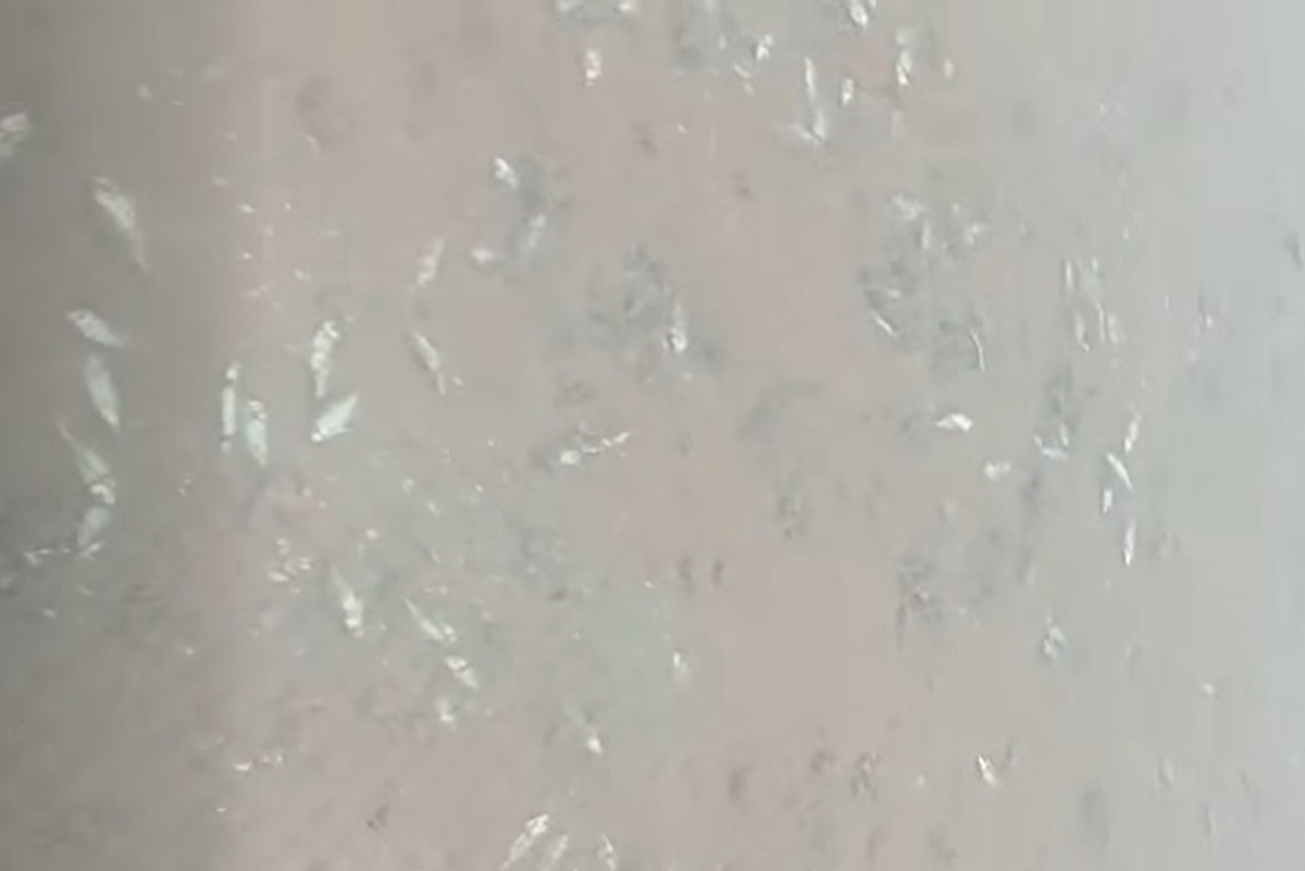 Wild fish dying scattered in the sea area of Cay Son lagoon (Thoi Day lagoon), Phuc Tien village, Dam Ha commune, Quang Ninh province. Photo: Nguyen Van Toi