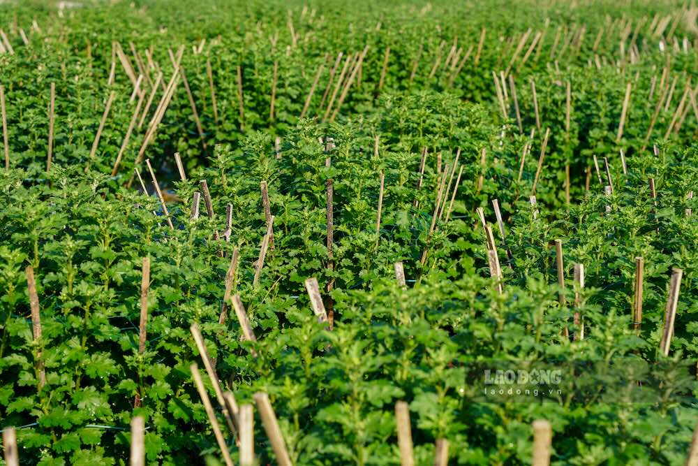 Sau lu, anh Them kiem tra tung chau hoa, cay yeu duoc vun goc, phuc hoi re, cham soc ky luong de giu lai nhung chau con kha nang cho hoa dip Tet. Theo anh Them, thoi tiet hien nay kha thuan loi, khong qua lanh, tuy nhien hoa co dau hieu no som hon khoang mot tuan. “Den nay, thuong lai da dat truoc gan 90% so luong, du kien thu mua tu ngay 18–20 thang Chap” – anh Them noi.