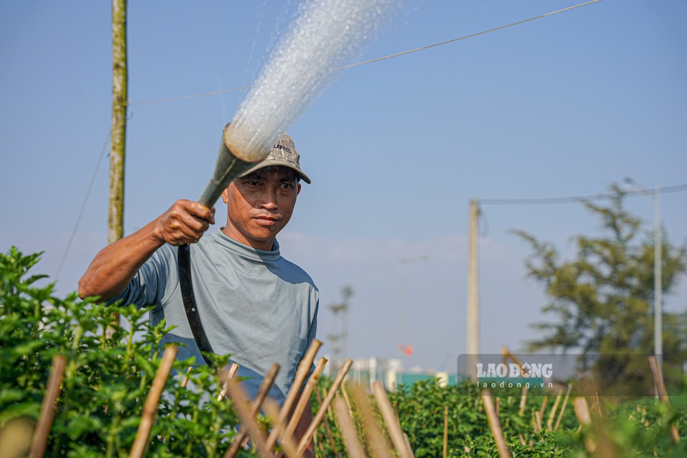 Hue Tet flowers suffer heavy losses after floods, traders still order early