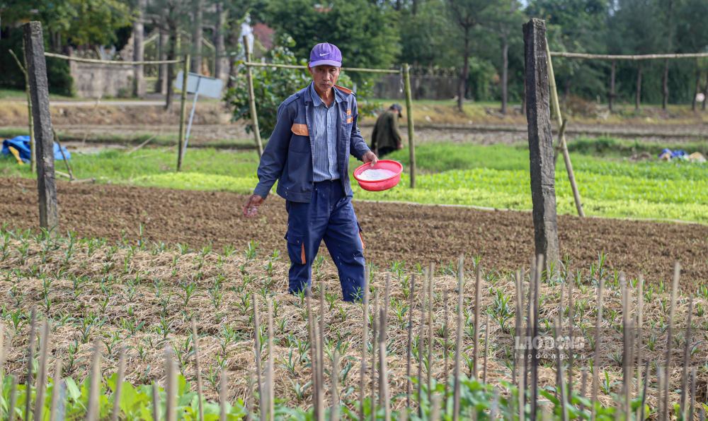 De khoi phuc san xuat, nhieu ho dan buoc chuyen sang trong cac giong hoa ngan ngay, nhap cay giong tu Da Lat, ket hop dieu tiet anh sang de canh hoa no dung dip Tet.