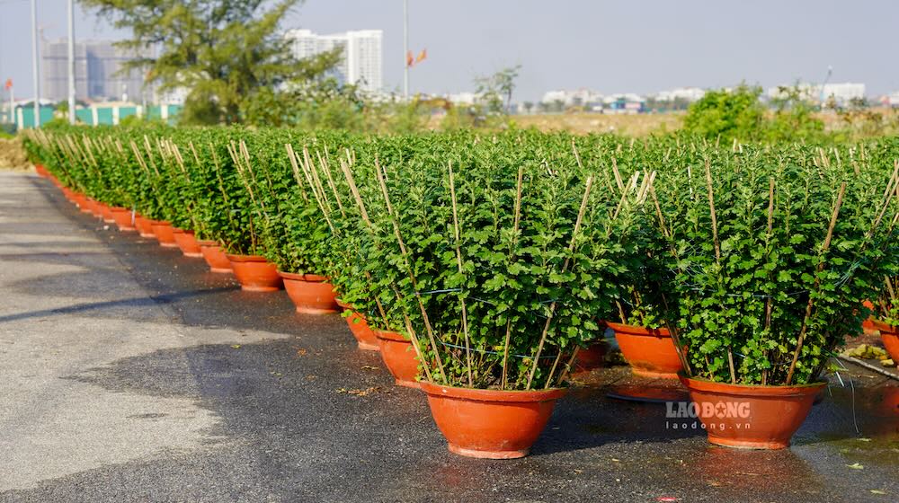 Tai phuong Vy Da, thong ke cho thay khoang 120 ho trong hoa bi anh huong, tong thiet hai uoc gan 5 ti dong. Nuoc lu dang nhanh, ngap sau khien nhieu ho gan nhu mat trang.