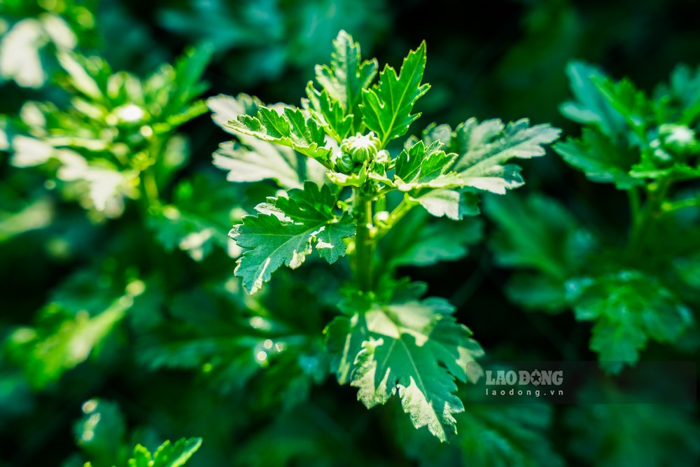 9. Sau lu, ong Khoa tat bat cang luoi, tia bo nu phu de cay don dinh duong nuoi nu chinh, hy vong vot vat vu hoa Tet. 