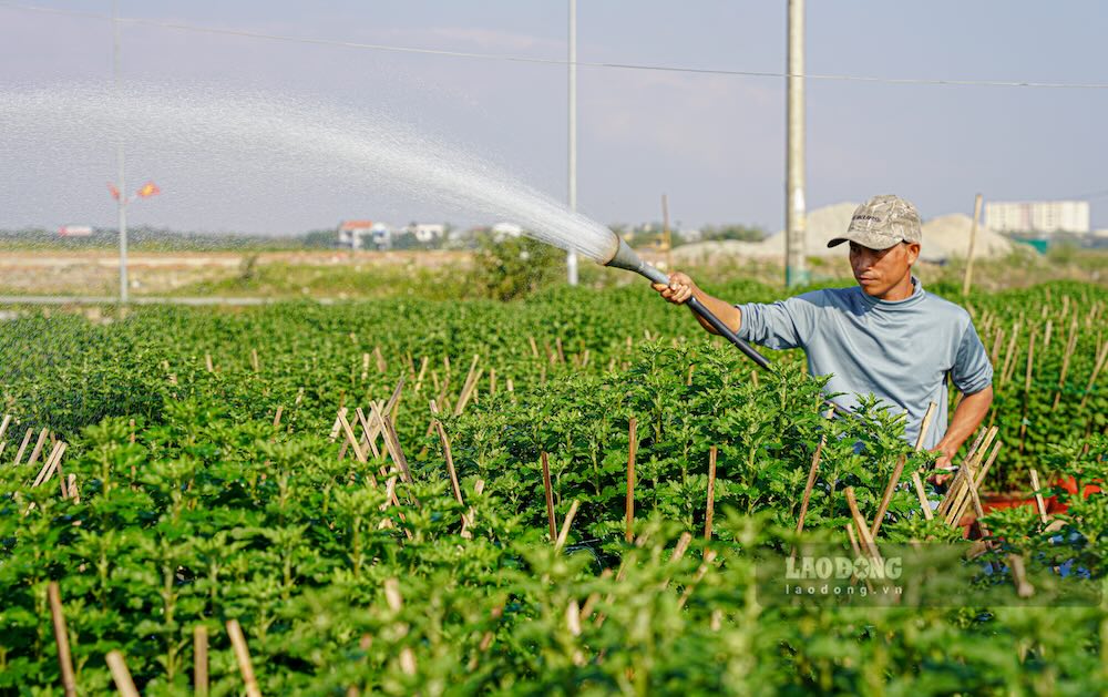 Anh Phan Them (43 tuoi, tru phuong Thanh Thuy) cho biet, vu nay anh trong 800 cap, tuong duong 1.600 chau cuc thi lu lam hu hai khoang 30%, thiet hai uoc gan 60 trieu dong.