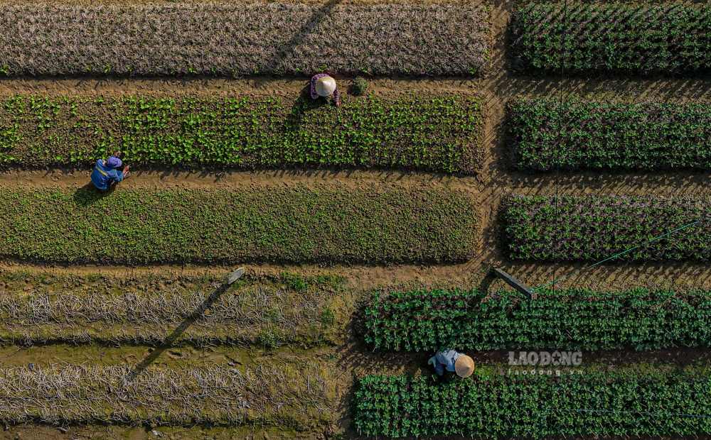 Khong rieng Vy Da, phuong Duong No – “vua hoa lon” cua Hue voi khoang 60% ho dan theo nghe trong hoa – cung chiu thiet hai nang, hon 10ha hoa mau bi ngap ung, nhieu vuon phai pha bo hoan toan.