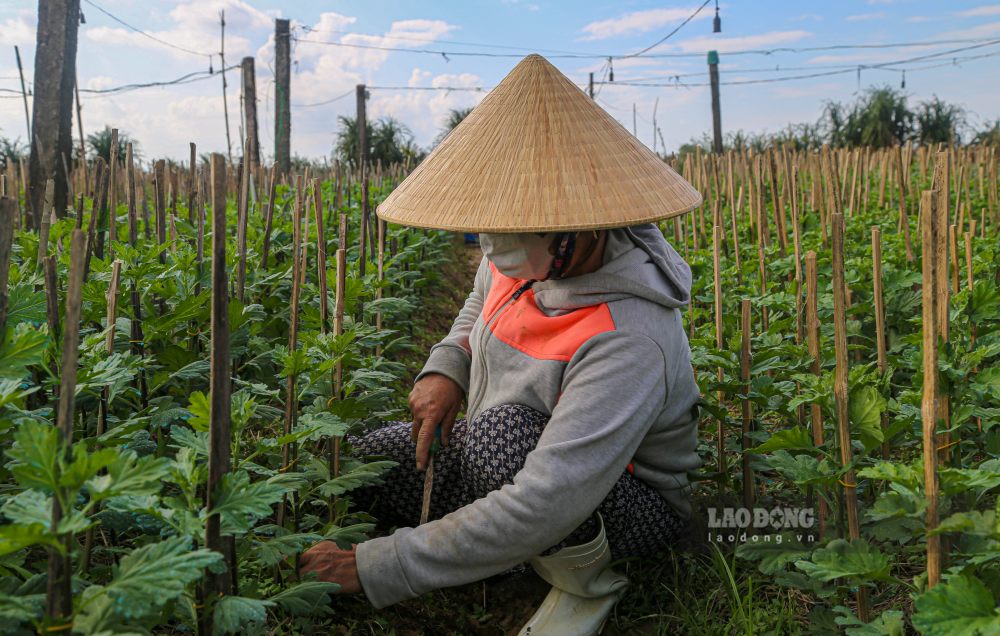 Khong khi lao dong tai cac vuon hoa. 