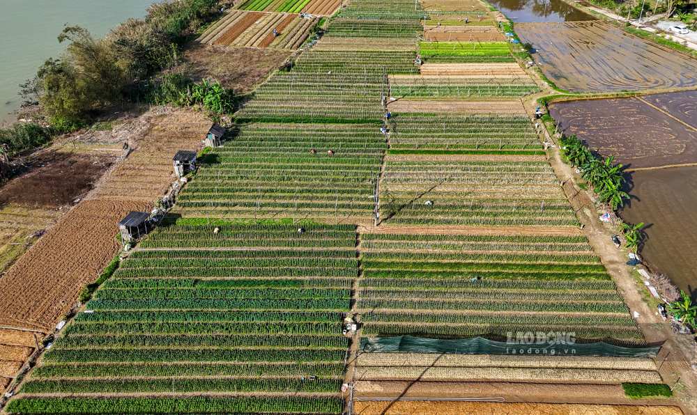 Sau cac dot mua lu don dap cuoi thang 10, dau thang 11, nhieu lang hoa truyen thong tai TP Hue chim trong canh tieu dieu, hang nghin chau hoa, luong hoa bi ngap ung, hu hong nang.