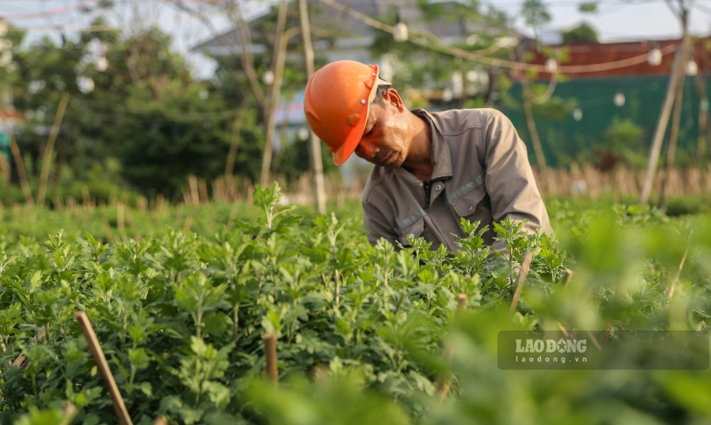 O lang hoa Da Le Chanh, ong Nguyen Viet Khoa van kien tri bam vuon moi ngay. Hon 600 chau cuc cua gia dinh du duoc ke cao nhung van thiet hai khoang 30%.